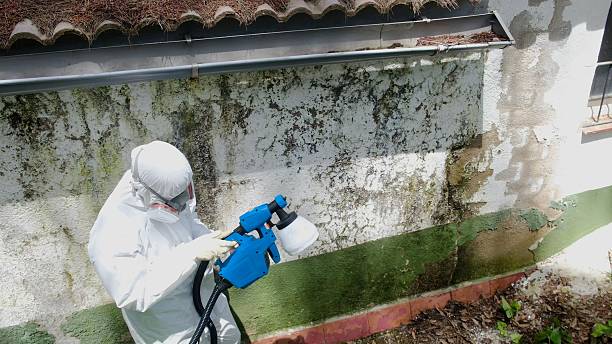Top rated local Basement Mold Removal specialists in Southampton, PA